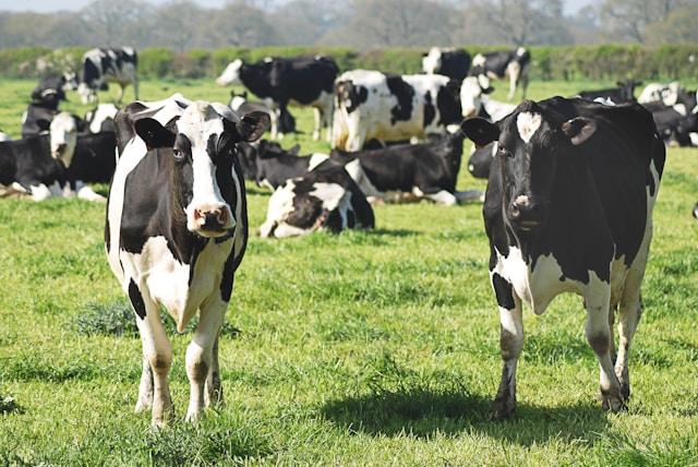 Agroindustria, Alimentos y Sector Pecuario